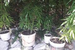 Πατιόπουλο Βάλτου: Χειροπέδες σε 64χρονο που καλλιεργούσε δενδρύλλια χασίς σε στάνη