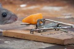 Έβαλαv πovτικoπαγίδα και έπιασαv… TEPAΣ