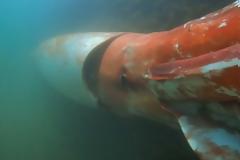 Γιγαντιαίο καλαμάρι τεσσάρων μέτρων καταγράφηκε στα βάθη του Ατλαντικού