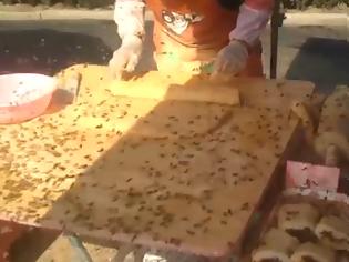 Φωτογραφία για Εσείς πόσες μέλισσες φάγατε σήμερα; Απίστευτο video