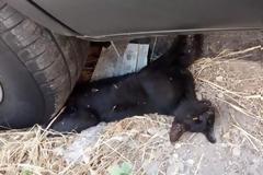 Πάτρα: Πάρκαρε το αυτοκίνητο του επάνω σε ένα ζωντανό γατάκι και ενοχλήθηκε που πήγε η πυροσβεστική να το απεγκλωβίσει (Photos)