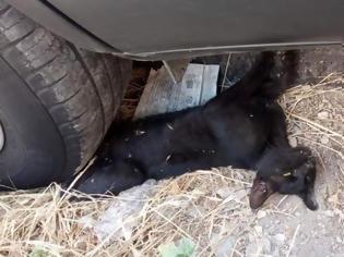 Φωτογραφία για Πάτρα: Πάρκαρε το αυτοκίνητο του επάνω σε ένα ζωντανό γατάκι και ενοχλήθηκε που πήγε η πυροσβεστική να το απεγκλωβίσει (Photos)