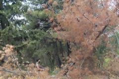 Άγνωστοι έλυσαν 10 άλογα και μουλάρια στο Σέιχ Σου