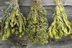 Ουρικό οξύ: Τα βότανα που το «διαλύουν»