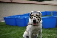 Συνταξιοδοτείται το λαμπραντόρ-διασώστης Φρίντα