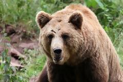 Αρκούδα κρατούσε άνδρα για 30 μέρες στη φωλιά της! – Σοκαριστική η εικόνα του.. (video)