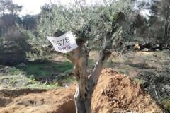 Μεταφύτευση 60 ελαιοδένδρων στις πυρόπληκτες περιοχές της Αττικής  Μαραθώνα και Ραφήνας