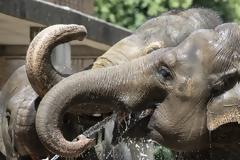 Ζώα αντιμετωπίζουν με τον δικό τους τρόπο τη ζέστη στην Ευρώπη