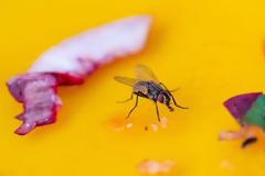 Το 90% των ιπτάμενων εντόμων στα νοσοκομεία μεταφέρουν δυνητικά επιβλαβή βακτήρια