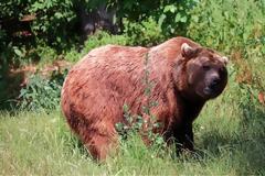 Ζωντανός από θαύμα αιχμάλωτος αρκούδας για 30 μέρες - Σοκάρει η εικόνα του