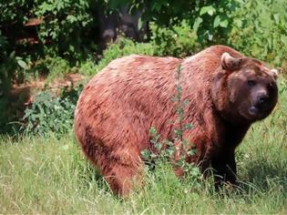 Φωτογραφία για Ζωντανός από θαύμα αιχμάλωτος αρκούδας για 30 μέρες - Σοκάρει η εικόνα του