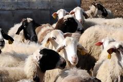 Ένταξη 354 δικαιούχων στη συμπληρωματική πρόσκληση για τη Βιολογική Κτηνοτροφία