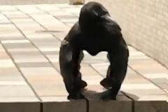 Ολοι  το πέρασαν για γορίλα