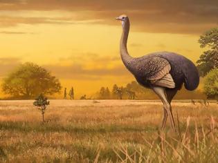 Φωτογραφία για Το μεγαλύτερο πουλί που πάτησε στη Γη - Δεν μπορούσε να πετάξει, ζύγισε 450 κιλά