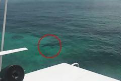 Μπαχάμες: Τουρίστρια βρήκε φρικτό θάνατο από καρχαρίες