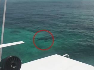 Φωτογραφία για Μπαχάμες: Τουρίστρια βρήκε φρικτό θάνατο από καρχαρίες