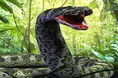 MEDUSA: Το μεγαλύτερο φίδι στον κόσμο που ζει σε αιχμαλωσια (ΒΙΝΤΕΟ)!!