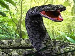 Φωτογραφία για MEDUSA: Το μεγαλύτερο φίδι στον κόσμο που ζει σε αιχμαλωσια (ΒΙΝΤΕΟ)!!