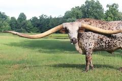 Το βόδι με τα πιο μεγάλα κέρατα στον κόσμο