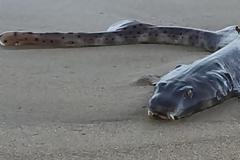 Θαλάσσιο πλάσμα βγήκε στην στεριά και... τρόμαξε τους λουόμενους