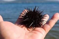 Πρώτες βοήθειες αν πατήσετε αχινό, δράκαινα, τενεκεδάκι ή γυαλί στην παραλία