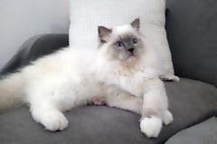 Ράγκντολ: Η γάτα με την σκυλίσια συμπεριφορά και τα μαγευτικά μάτια