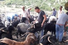 Παραδοσιακό Κούρεμα γιδιών στο Βάτο Ακαρνανίας [ΦΩΤΟ-ΒΙΝΤΕΟ: Στέλλα Λιάπη]