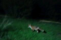 Αλεπούδες και ποντίκια στον προαύλιο χώρο του Λοιμωδών της Αγίας Βαρβάρας