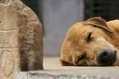 Δείτε τι έκανε η Ολλανδία και είναι σήμερα η πρώτη χώρα στον κόσμο χωρίς αδέσποτα