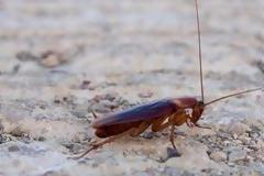 Τρεις φυσικοί τρόποι για να εξαφανίσετε τις κατσαρίδες από το σπίτι σας
