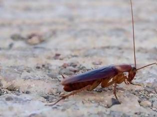 Φωτογραφία για Τρεις φυσικοί τρόποι για να εξαφανίσετε τις κατσαρίδες από το σπίτι σας
