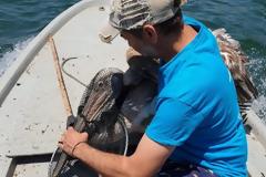 Διάσωση αργυροπελεκάνου στο λιμάνι του Μεσολογγιού