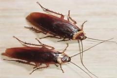 Ο εφιάλτης γίνεται πραγματικότητα: Τα εντομοκτόνα δεν μπορούν να σταματήσουν τις κατσαρίδες