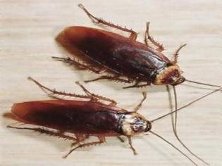 Φωτογραφία για Ο εφιάλτης γίνεται πραγματικότητα: Τα εντομοκτόνα δεν μπορούν να σταματήσουν τις κατσαρίδες