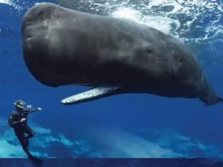 Φωτογραφία για Ιαπωνία: Μετά από 30 χρόνια ξεκινά και πάλι το κυνήγι φαλαινών για εμπορικούς σκοπούς