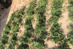 Εντοπίστηκε φυτεία με δενδρύλλια κάνναβης στην Οινόη Αττικής