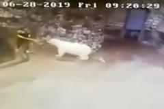 Υπάλληλος ζωολογικού κήπου γλίτωσε από πολική αρκούδα χάρη σε μια... σκούπα