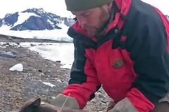 Το επικό ταξίδι μιας αρκτικής αλεπούς: Διένυσε πάνω από 3.500 χλμ σε... 76 μέρες