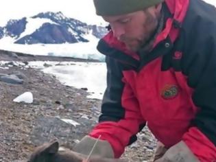 Φωτογραφία για Το επικό ταξίδι μιας αρκτικής αλεπούς: Διένυσε πάνω από 3.500 χλμ σε... 76 μέρες