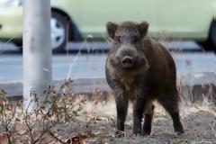Αγροτικό φορτηγό ντελαπάρησε μετά από σύγκρουση με... αγριογούρουνα!