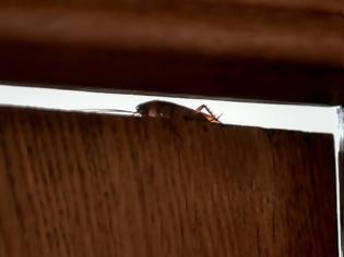Φωτογραφία για Εφιάλτης! Οι κατσαρίδες γίνονται ασταμάτητες – Νέα ανησυχητικά στοιχεία