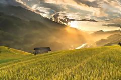 Η εύκολη καλλιέργεια στην Ελλάδα, που αποφέρει κέρδος έως 85 ευρώ το κιλό