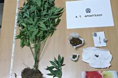 Ρόδος: 56χρονος καλλιεργούσε δενδρύλλια κάνναβης σε γλάστρες