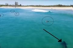 Λευκός καρχαρίας εμφανίζεται σε παραλία και οι σέρφερς δεν τον παίρνουν χαμπάρι