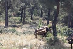 Σέιχ Σου: Η Δασική Υπηρεσία θα διαχειριστεί την υλοτόμηση - Σε 20 μέρες θα έχει ολοκληρωθεί το 80%-90%