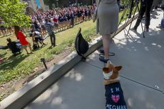 Οι σκύλοι αποτρέπουν τους φοιτητές από το να παρατήσουν τις σπουδές τους