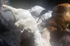 Τη μαζική δολοφονία αδέσποτων καταγγέλλει φιλοζωική