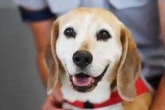 Τα σκυλιά αποτρέπουν τους φοιτητές από το να παρατήσουν τις σπουδές τους