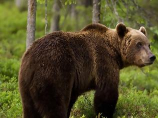 Φωτογραφία για Κλώτσησε αρκούδα για πλάκα και το άγριο ζώο τον ξέσκισε (Video)