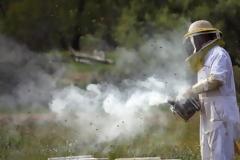 Σε κρίσιμη κατάσταση ένας 70χρονος που δέχτηκε επίθεση από χιλιάδες μέλισσες